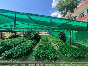 गुल्मीमा कफीको बिरुवाको माग बढ्दो